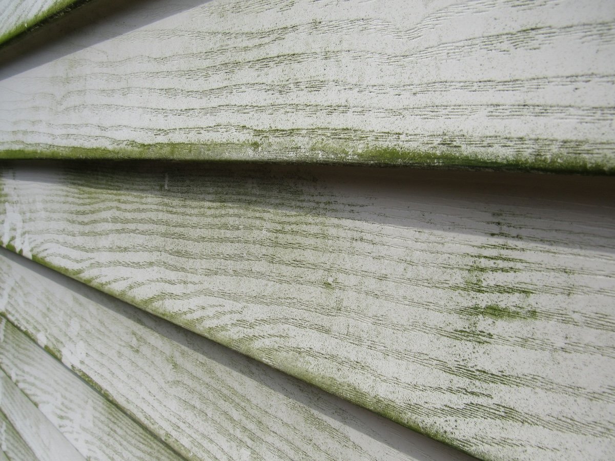 Mold and algae build up on house siding