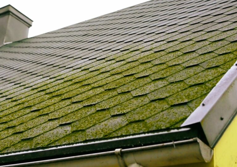 moss and algae growing on roof