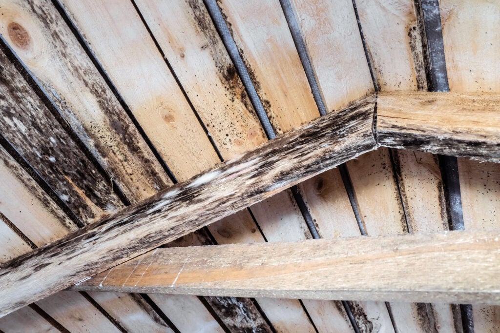 Rotting due to humidity and growth of molds  wooden roof structures