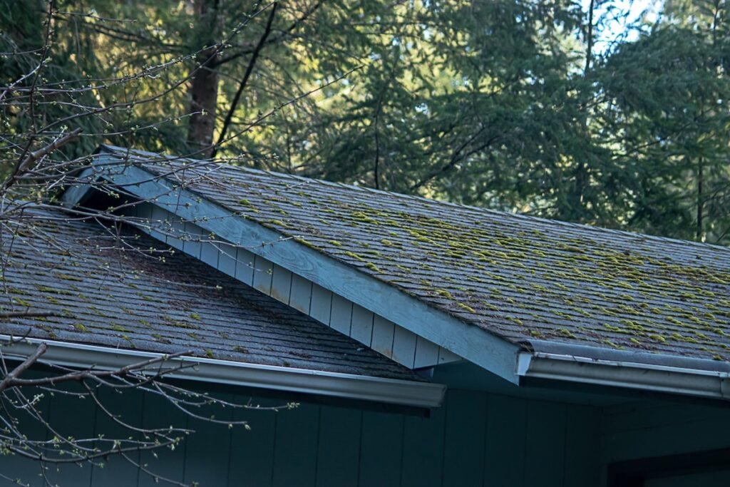 mossy green growth on roof line of old house