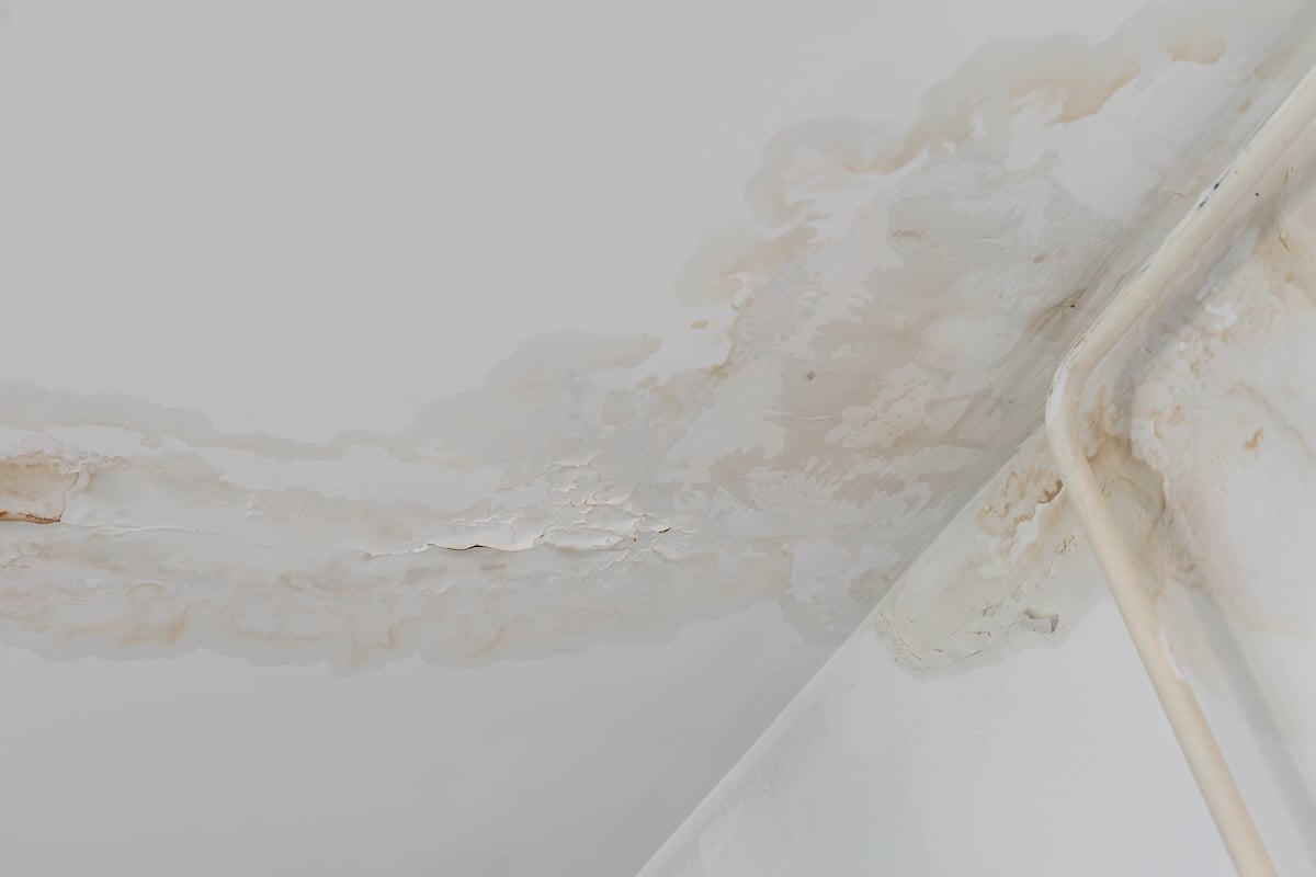 Tan water stain pattern spreading across white ceiling near crown molding
