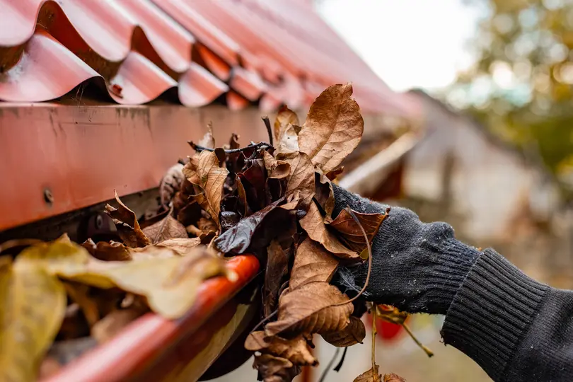 A gloved hand clears the gutter of a red tile roof of fall leaves. Fall Gutter Cleaning