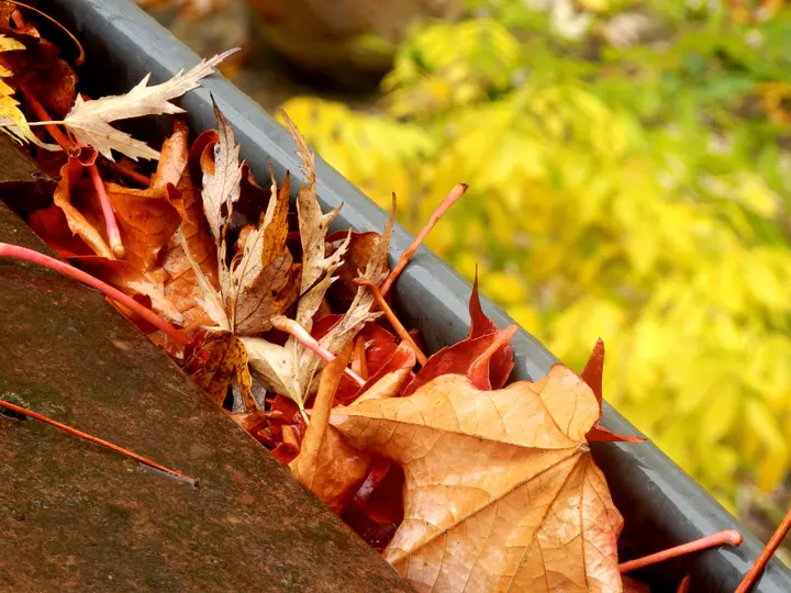 Fall leaves in a gutter that needs cleaning